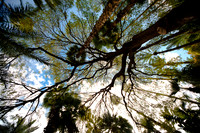Majorelle Gardens, Marrakech