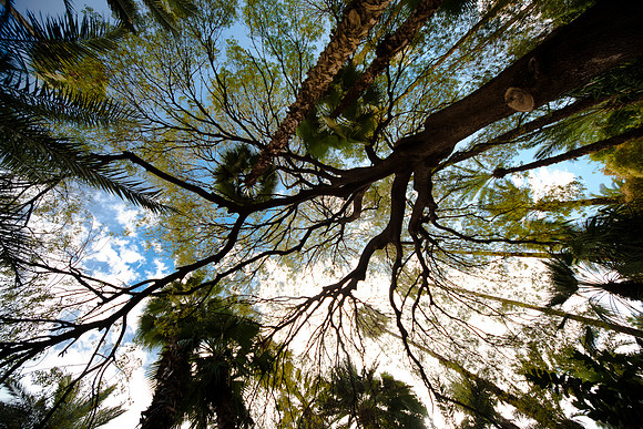Majorelle Gardens, Marrakech